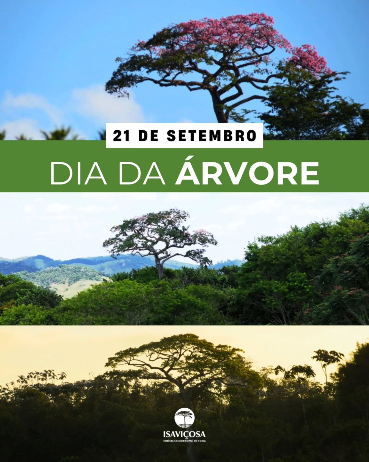Dia da Arvore - Paineira, Arvore Mae do ISAVICOSA