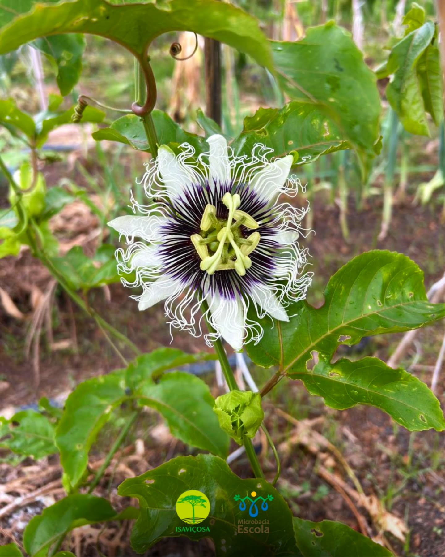 Primeira flor de maracujá (Passiflora edulis) da horta do Sítio Novo — Microbacia Escola/ISAVIÇOSA