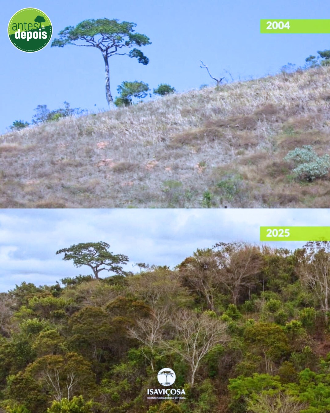 Antes e depois: a restauração da Mata Atlântica