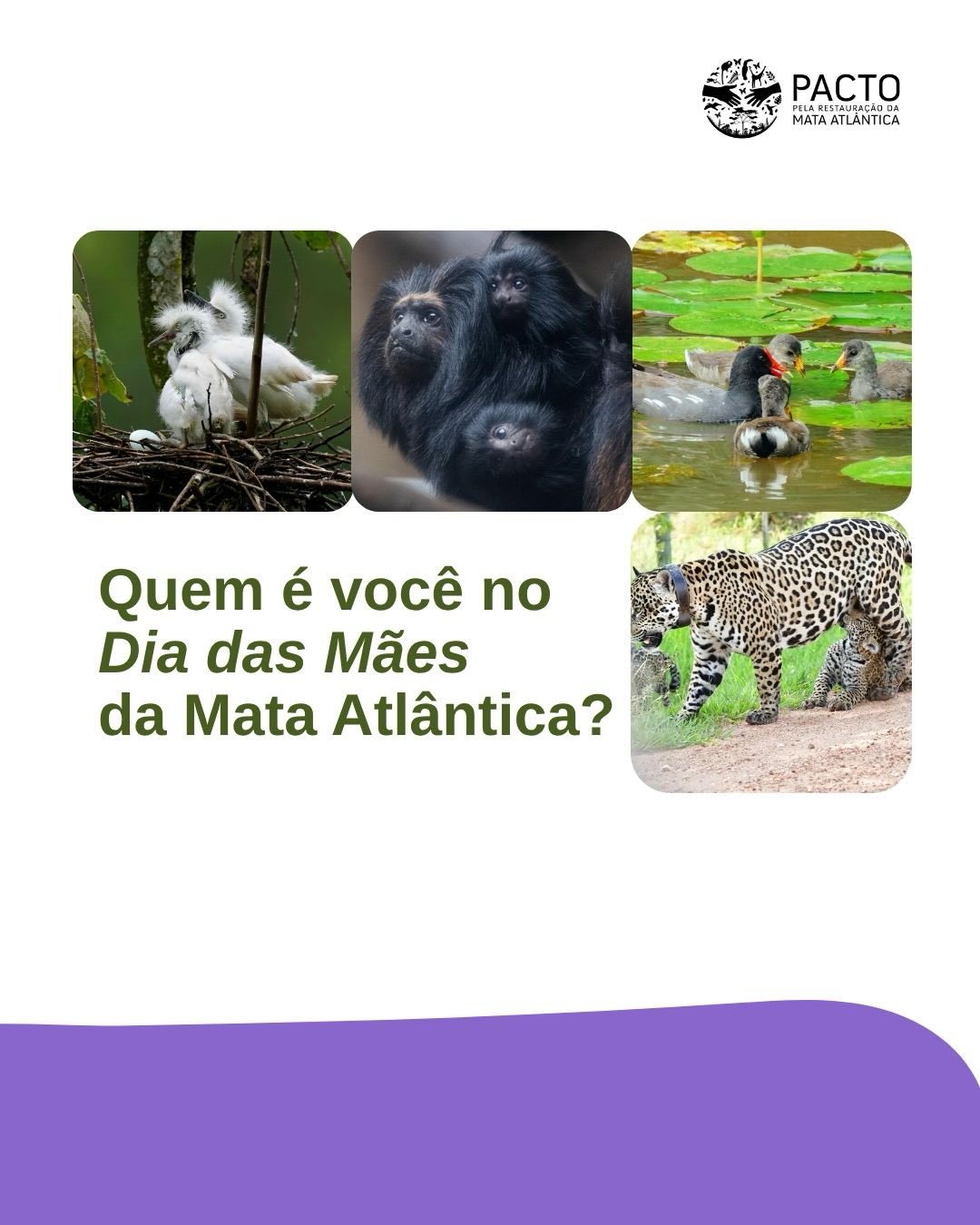Dia das Mães: a Mata Atlântica que nos inspira cuidado